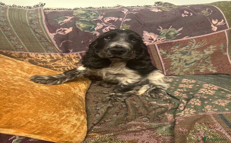 Cocker Spaniel dogs in Bridgnorth - Advert 15