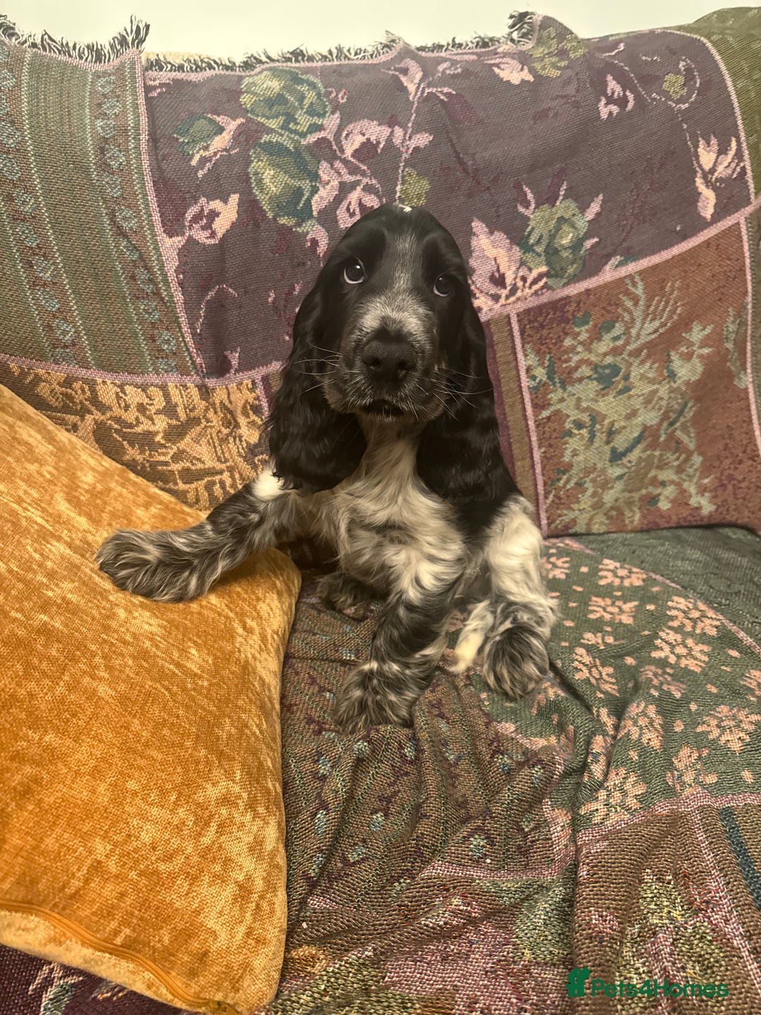 Cocker Spaniel dogs for sale: Blue Roan Show Cocker Spaniels  in Bridgnorth - Image 1