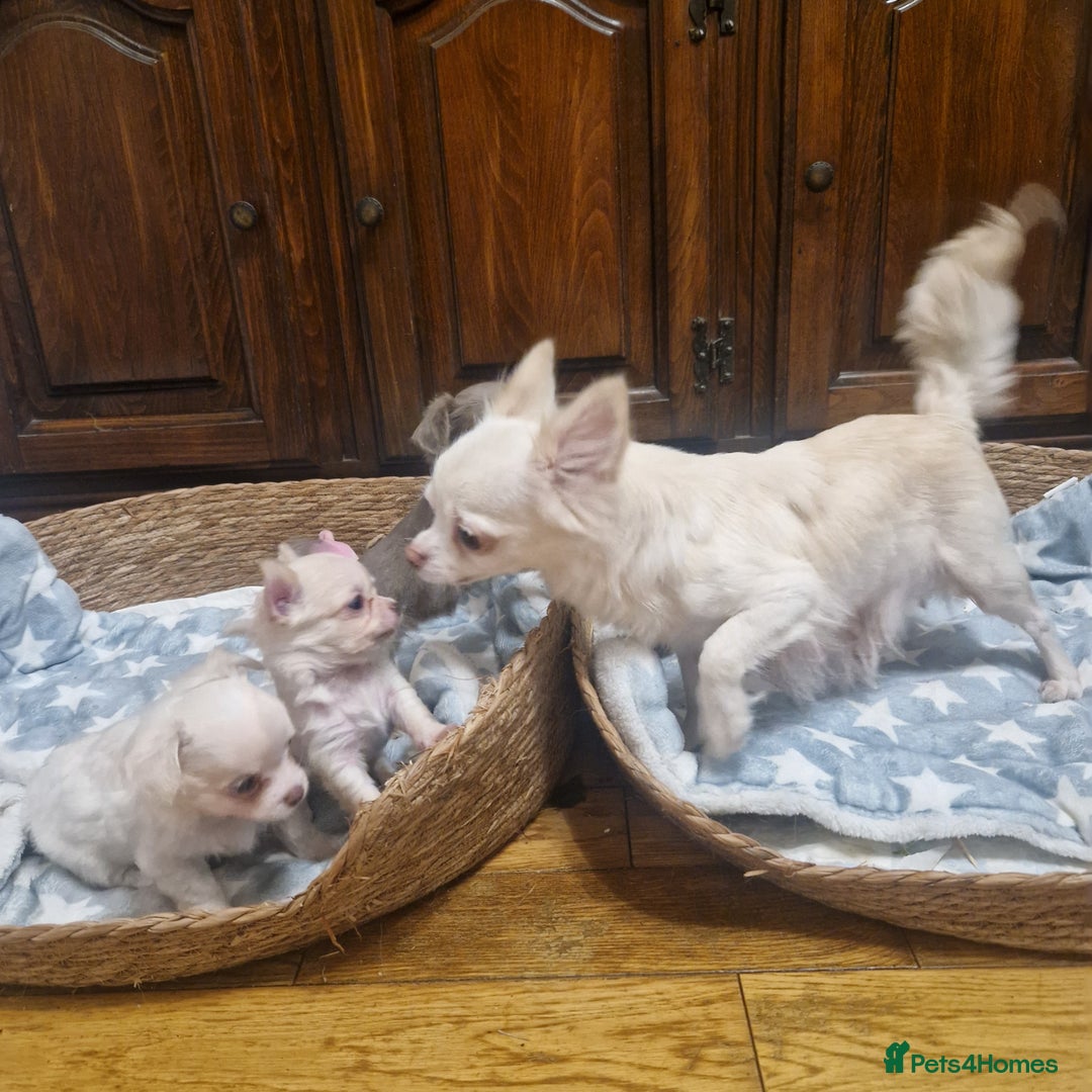 Chihuahua dogs for sale: Long coat chihuahua puppies - Advert 6