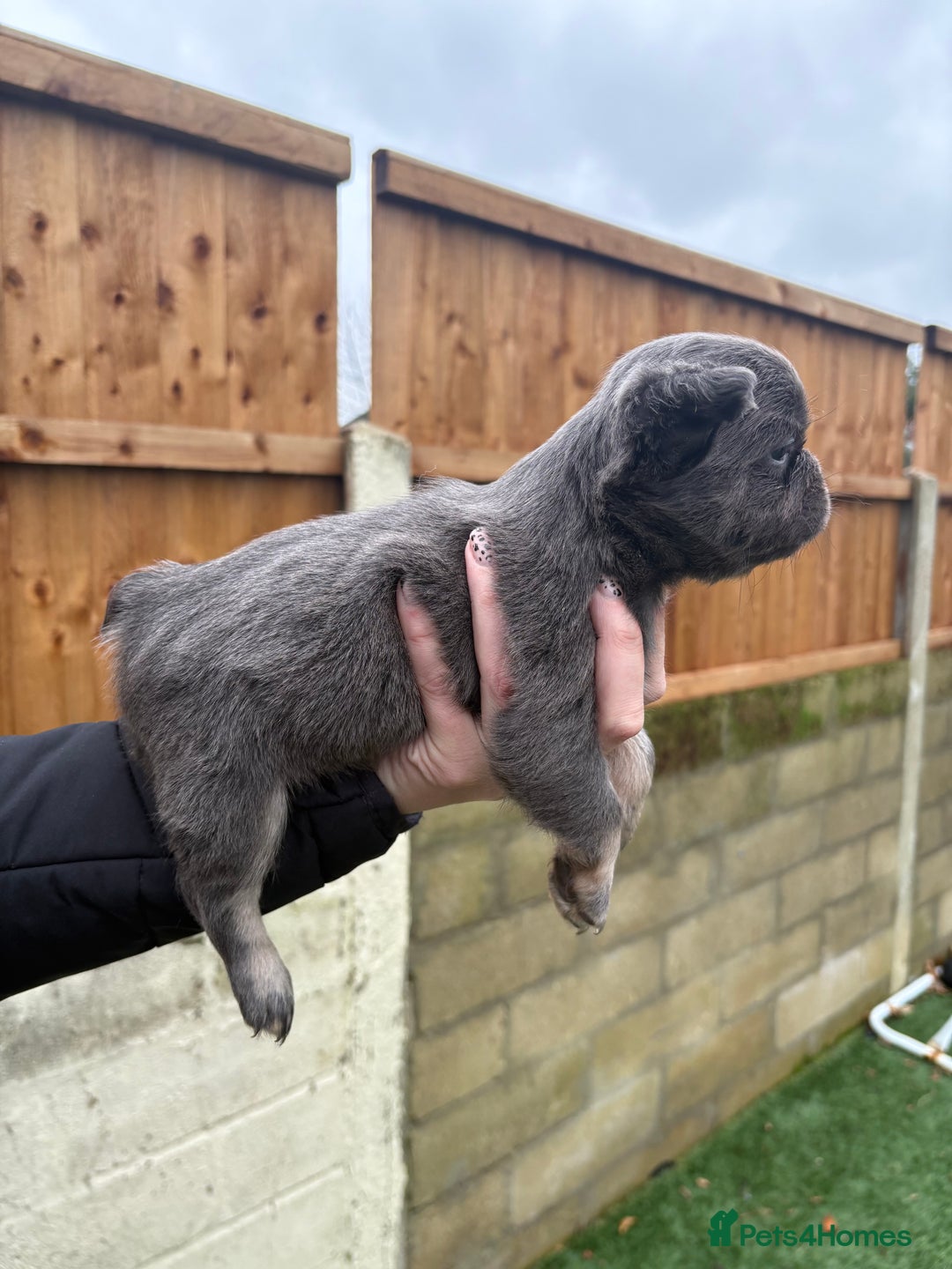 French Bulldog dogs for sale: French Bulldog Puppys - Advert 10