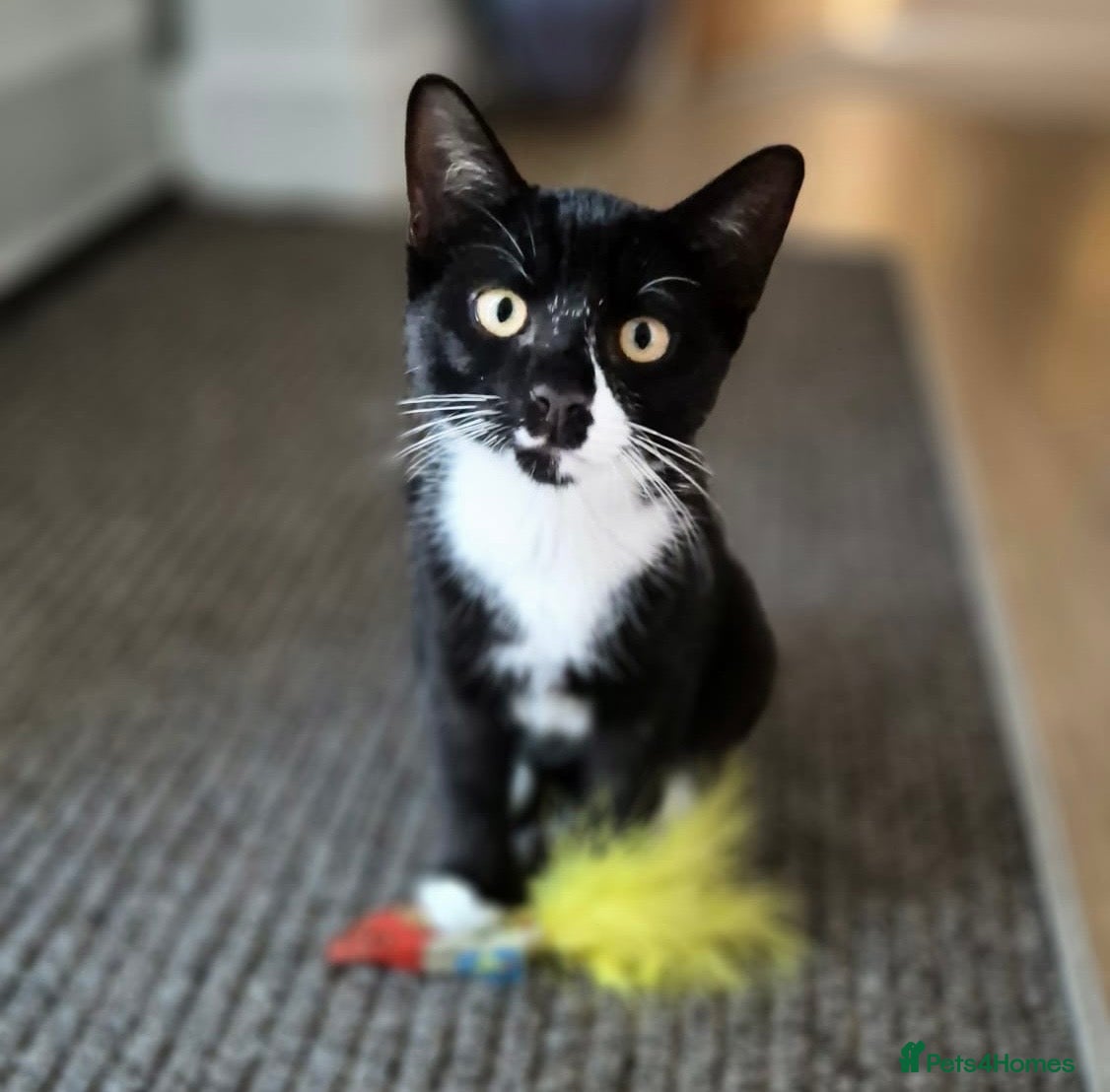 Mixed Breed cats for sale: Last of the kittens to go. Crescent nose kitten  - Advert 2