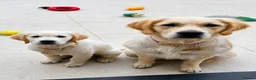 Golden Retriever dogs for sale: Stunning 15 week old KC Reg boy - Advert 1