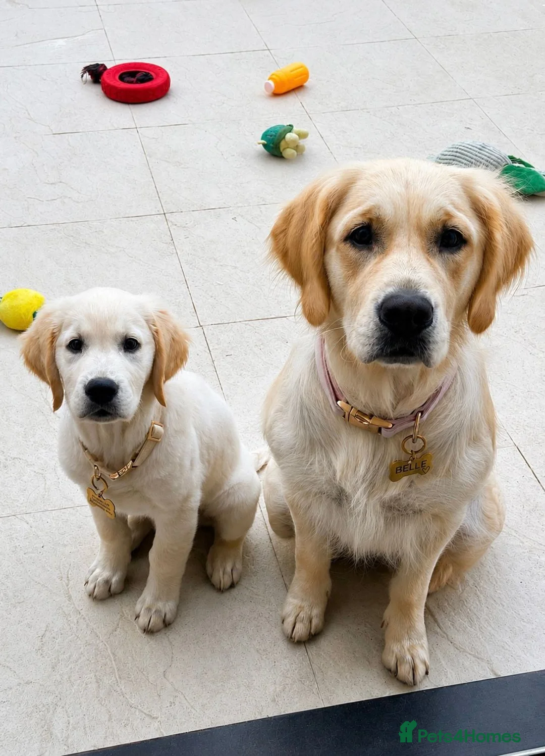 Golden Retriever dogs for sale: Stunning 15 week old KC Reg boy - Advert 1
