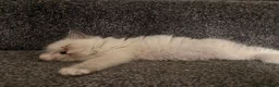 Ragdoll cats for sale: 🐾💙 GORGEOUS RAGDOLL KITTENS  - Advert 15