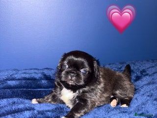 Pekingese dogs Adorable Pekingese puppies - Advert 5