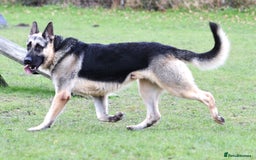 German Shepherd dogs for sale: ⚡RARE EAST EUROPEAN SHEPHERD PUPPIES AVAILABLE⚡ - Image 21