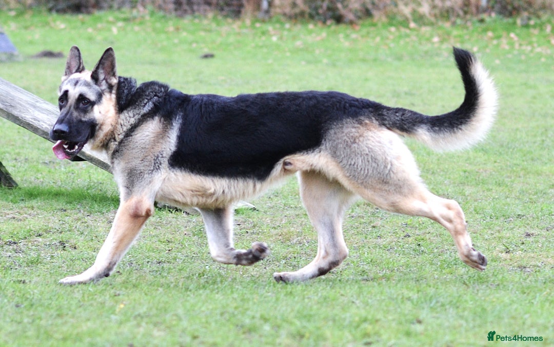German Shepherd dogs for sale: ⚡RARE EAST EUROPEAN SHEPHERD PUPPIES AVAILABLE⚡ - Image 21