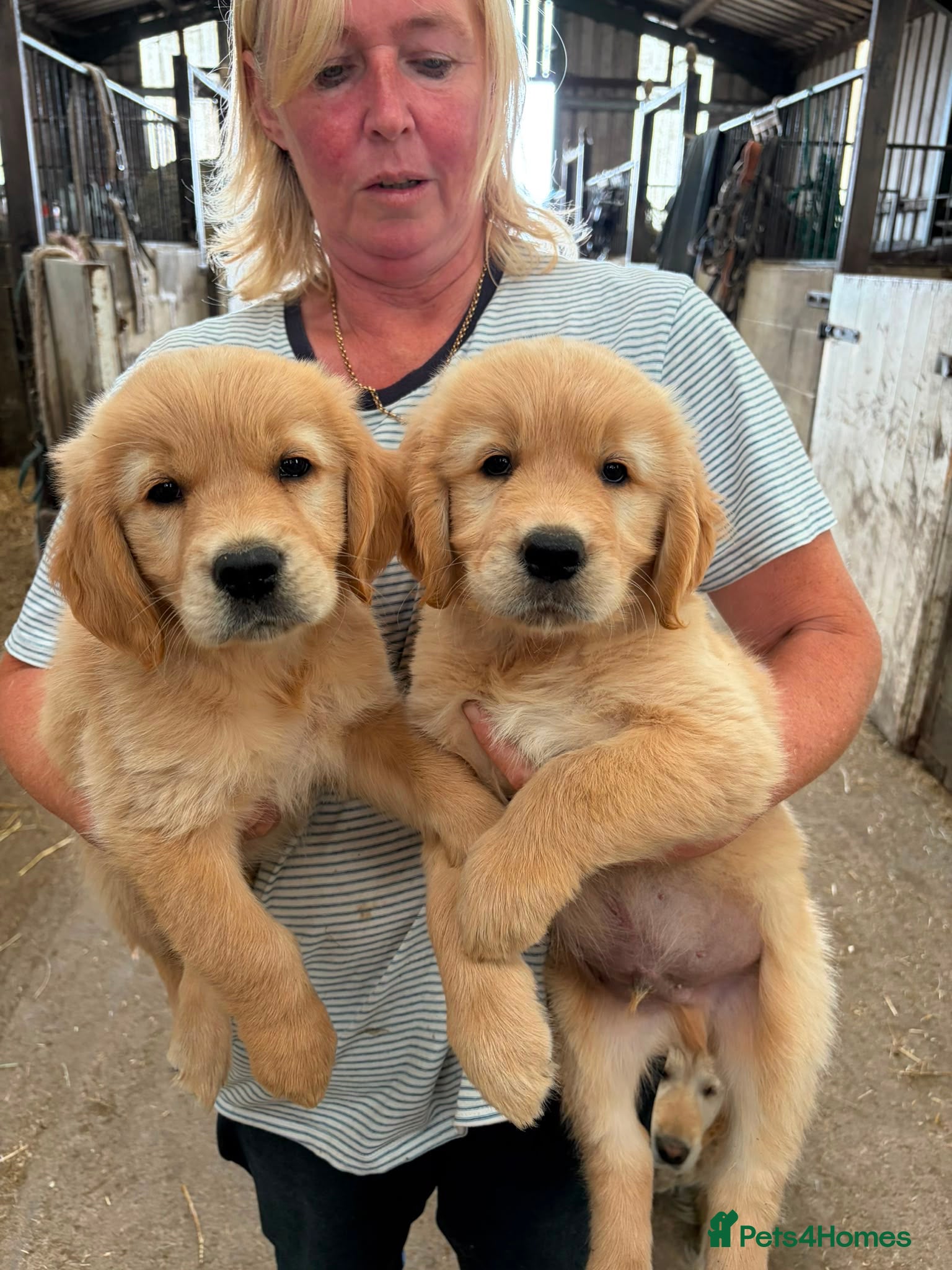 Golden Retriever dogs Golden retriever puppies - Advert 4