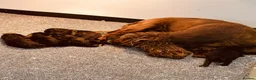 Cockerdor dogs for sale: Beautiful black and chocolate cockerdors - Advert 1