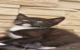 Mixed Breed cats for sale: Kittens 🐈‍⬛ - Image 7