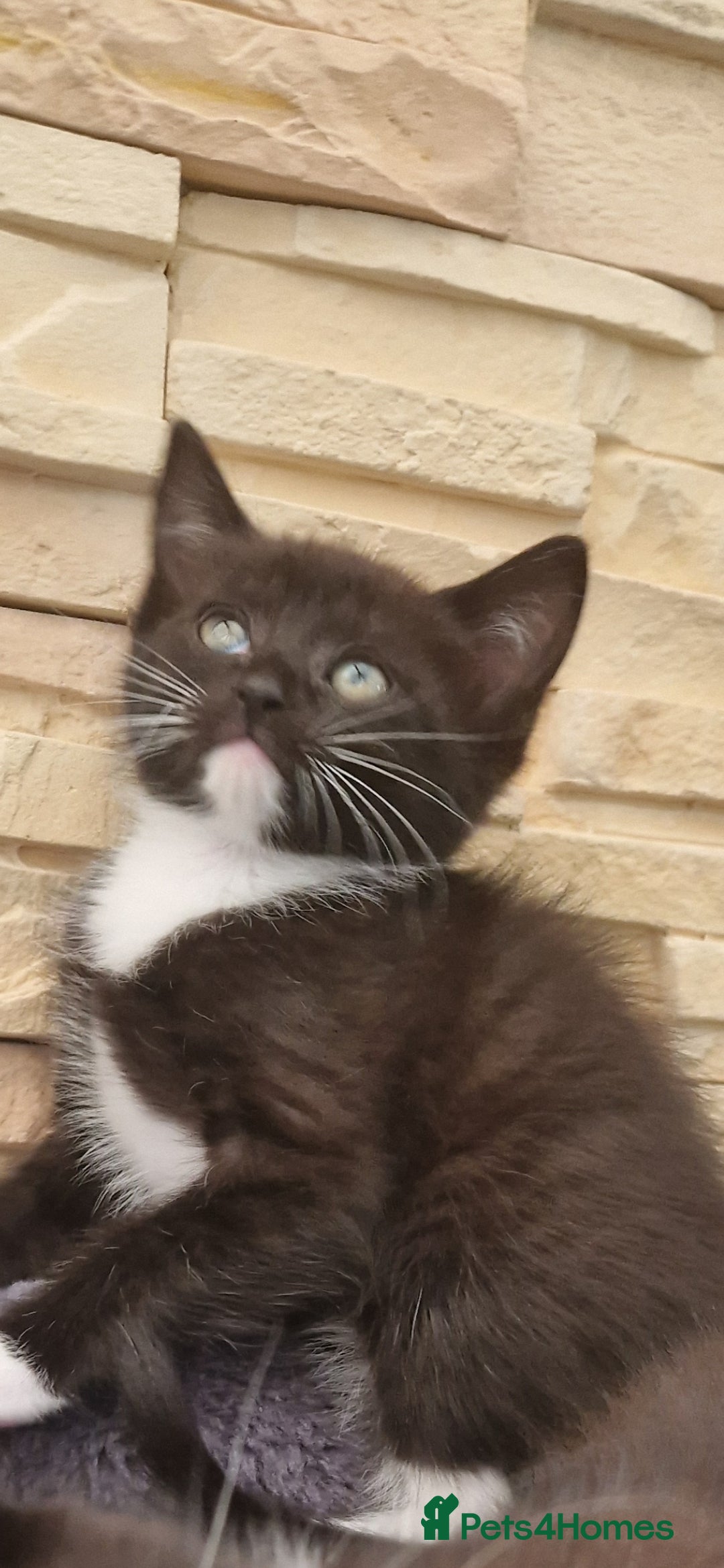 Mixed Breed cats for sale: Kittens 🐈‍⬛ - Image 7