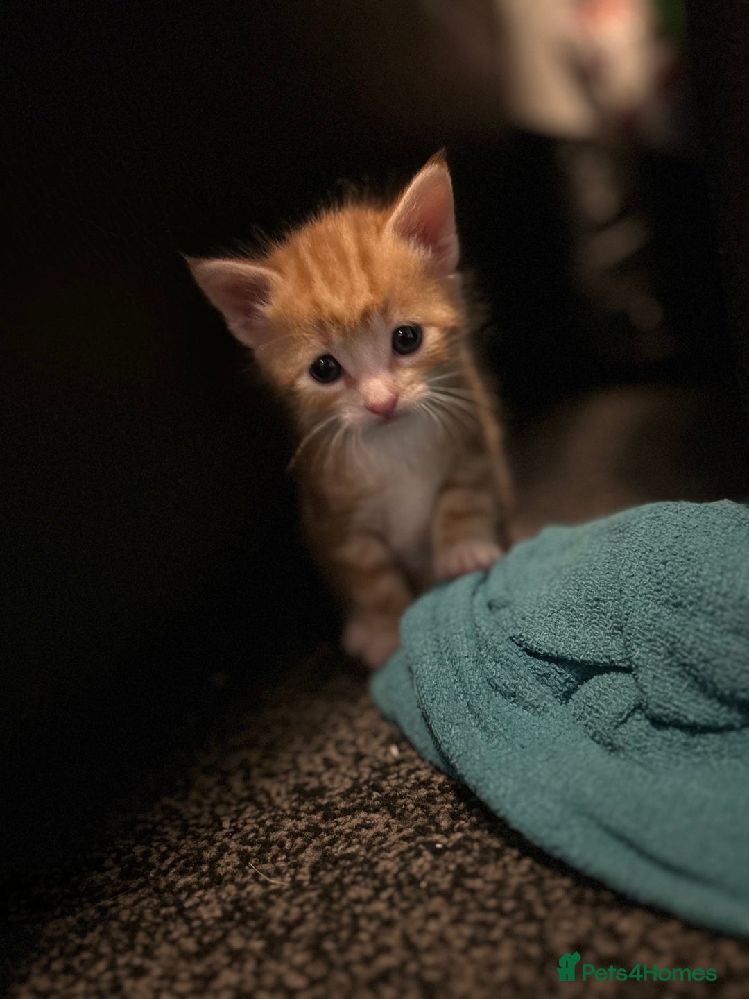 Domestic Shorthair cats for sale: Kittens for sale  - Image 5