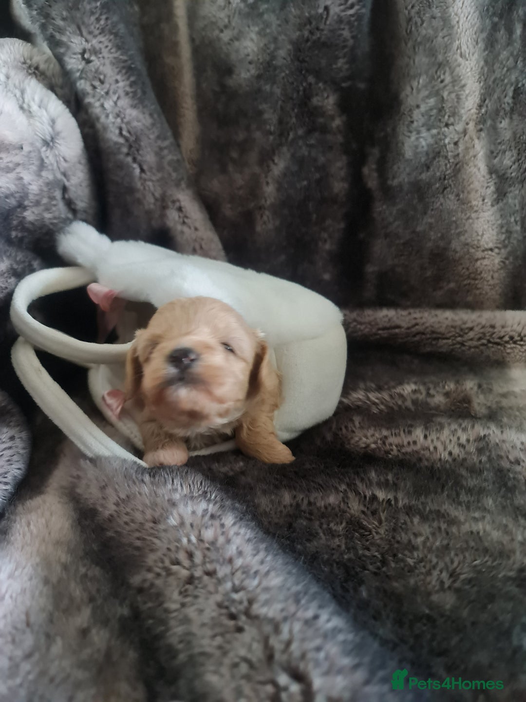 Maltipoo dogs for sale: Multipoo boy - Image 4
