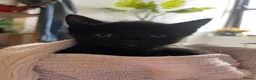 Mixed Breed cats for adoption: Tiny Rambunctious Crew of Panthers - Advert 4