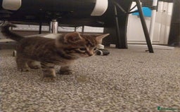 European cats for sale: Four Gorgeous Kittens Looking for Forever Homes - Image 5