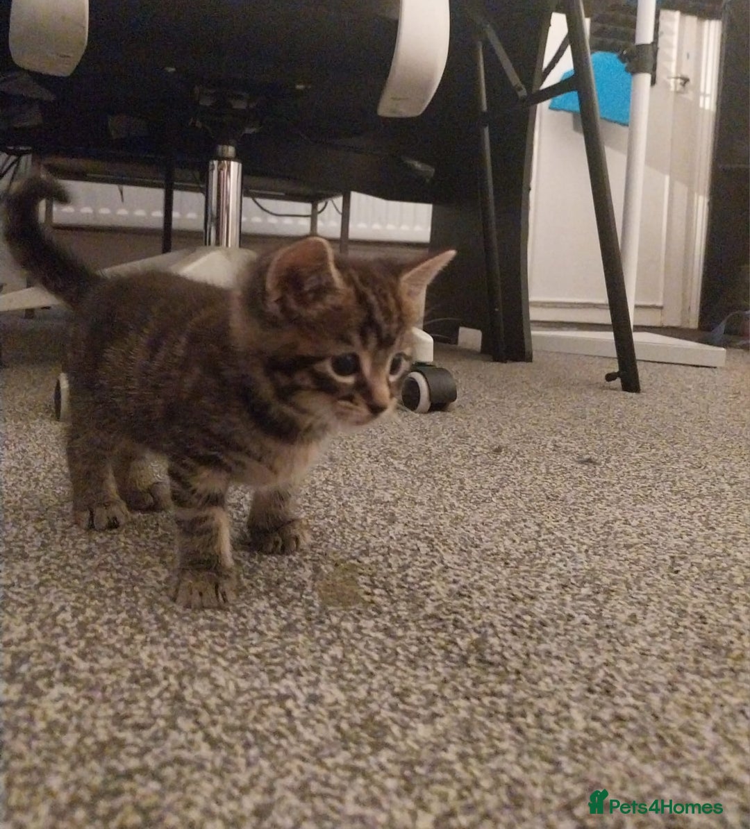 European cats for sale: Four Gorgeous Kittens Looking for Forever Homes - Image 5