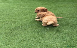 Cockapoo dogs for sale: Cockapoo puppys  - Image 16