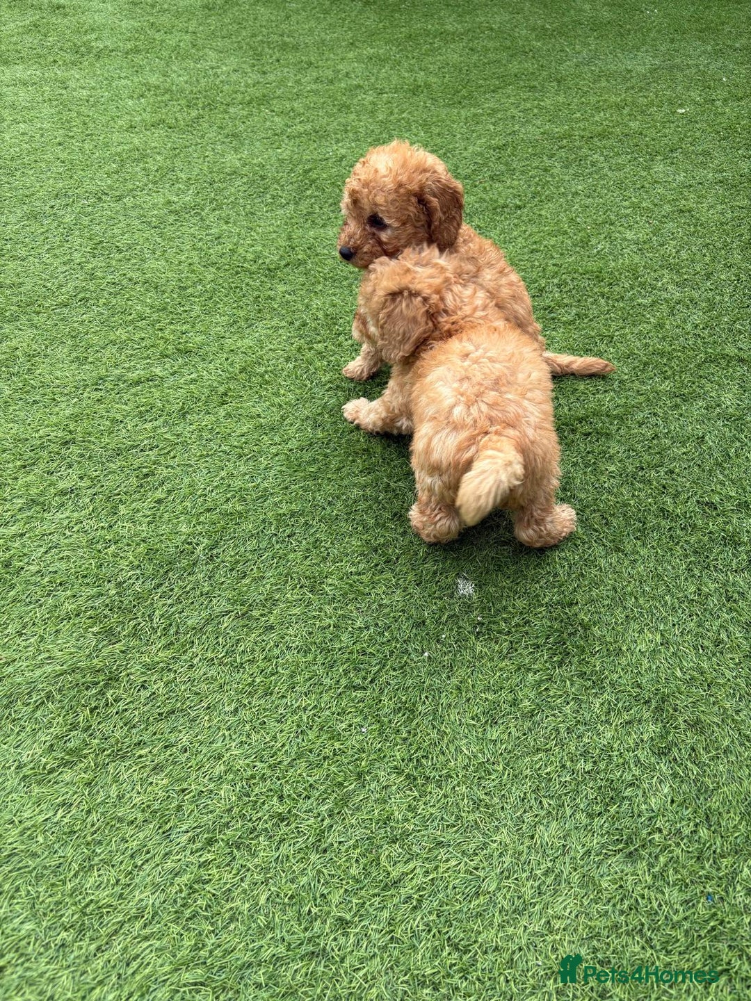 Cockapoo dogs for sale: Cockapoo puppys  - Image 16