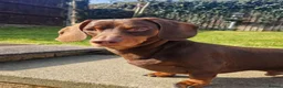 Miniature Dachshund dogs for sale: All pups now sold - Advert 10