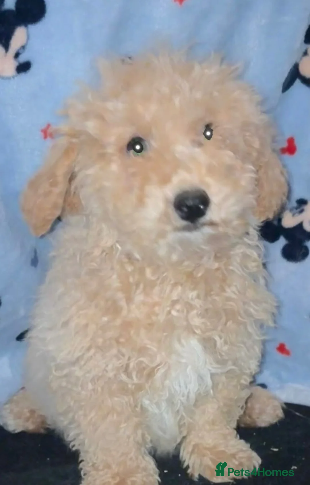Cavapoo dogs for sale: F1 Cavapoo Puppies’s ready now!! - Advert 7