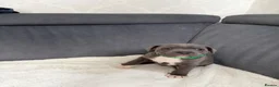 Staffordshire Bull Terrier dogs for sale: Male blue Staffordshire bull terrier puppy - Advert 6