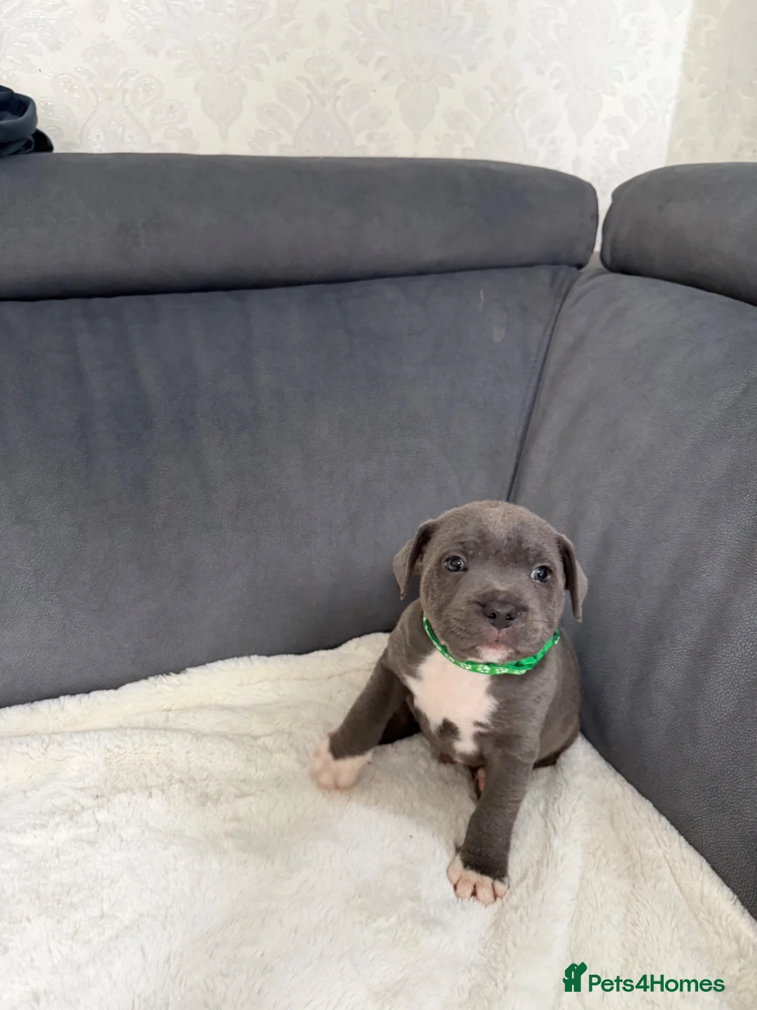 Staffordshire Bull Terrier dogs for sale: Male blue Staffordshire bull terrier puppy - Advert 6