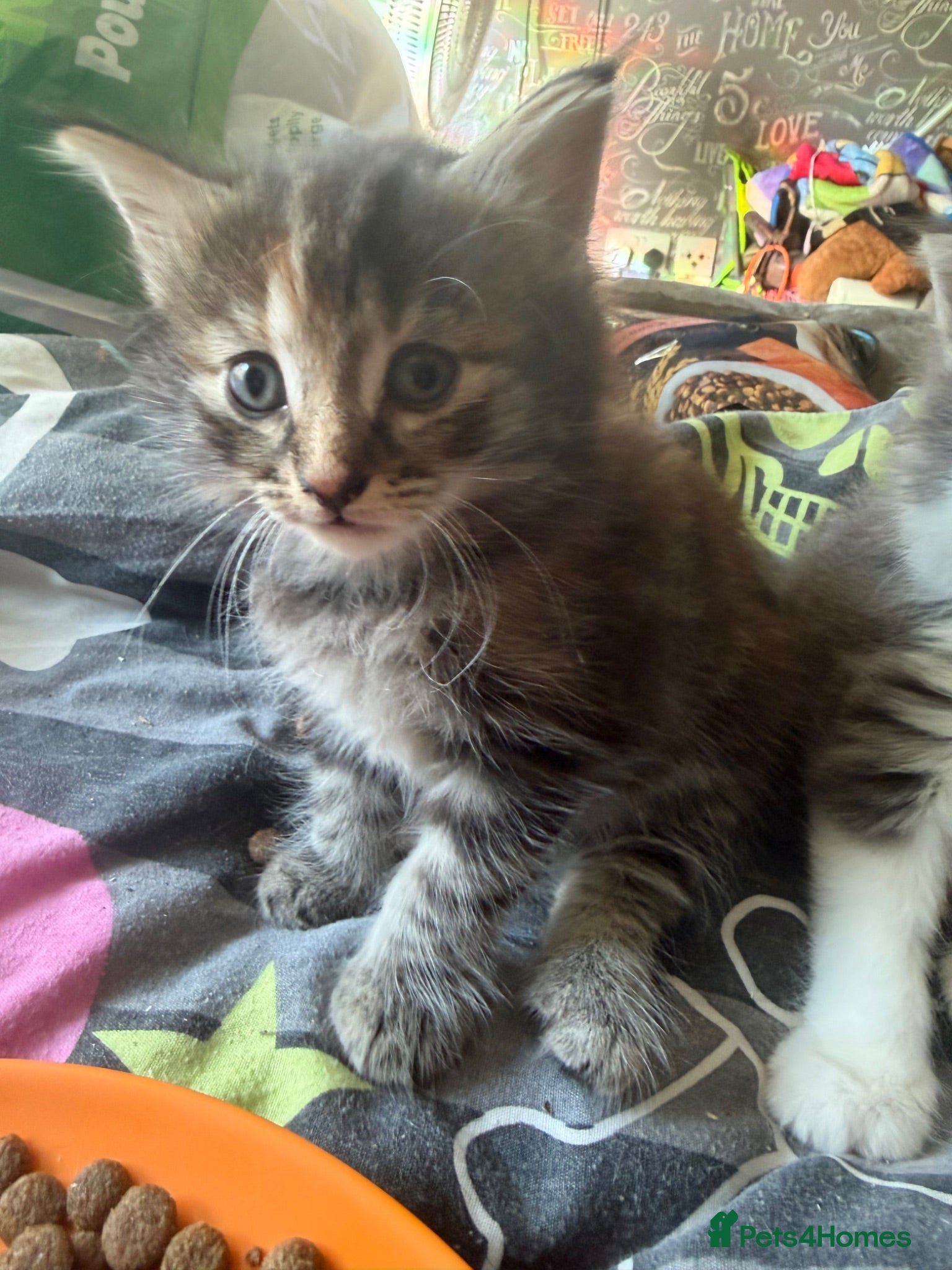 Norwegian Forest Cat cats Norwegian forest cross last girl remaining  - Advert 11