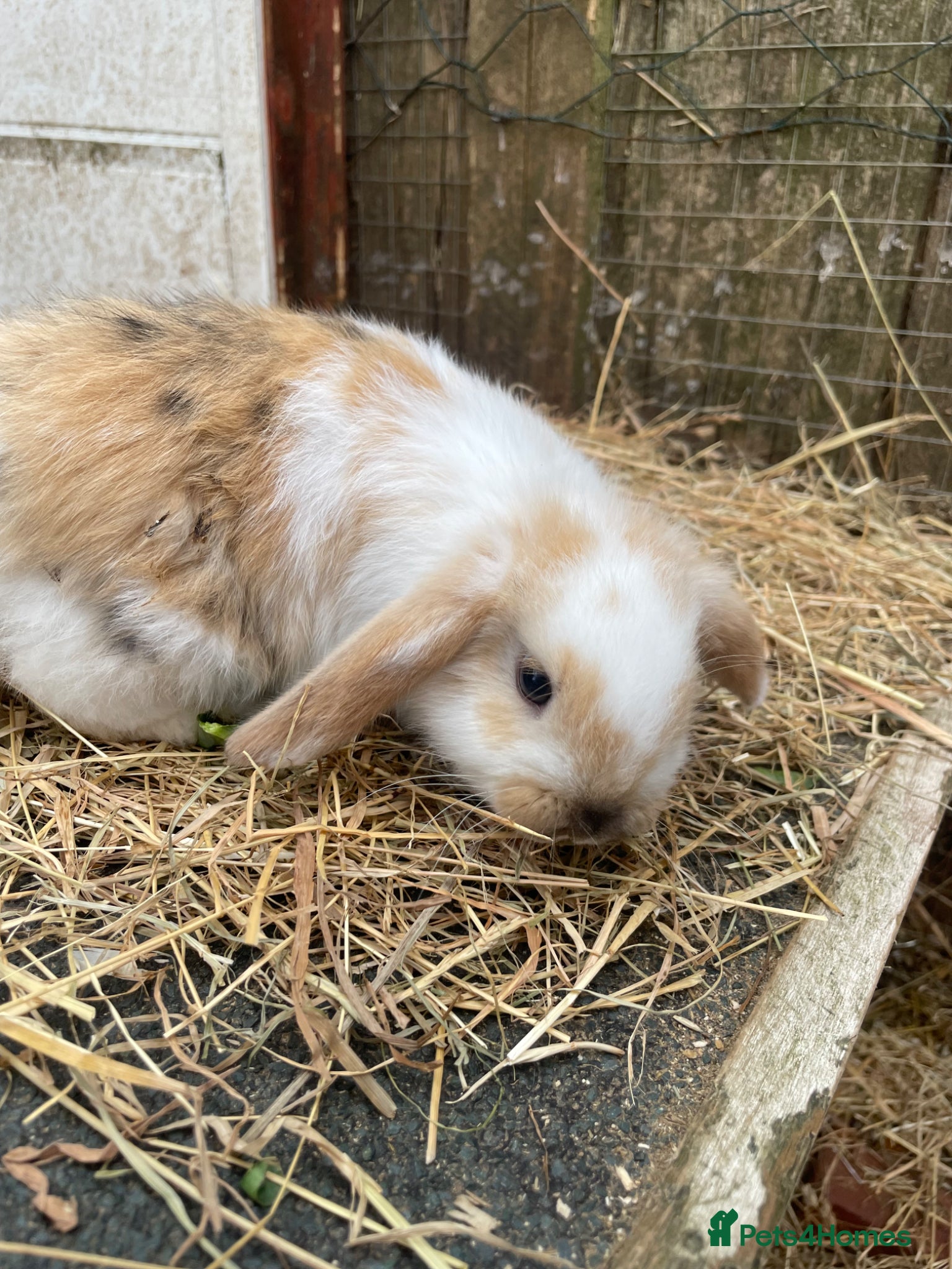 Mini Lop rabbits Mini Plush Lop Babies - Advert 2