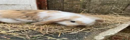 Mini Lop rabbits for sale: Mini Plush Lop Babies - Advert 7