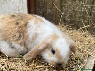 Mini Lop rabbits Mini Plush Lop Babies - Advert 2