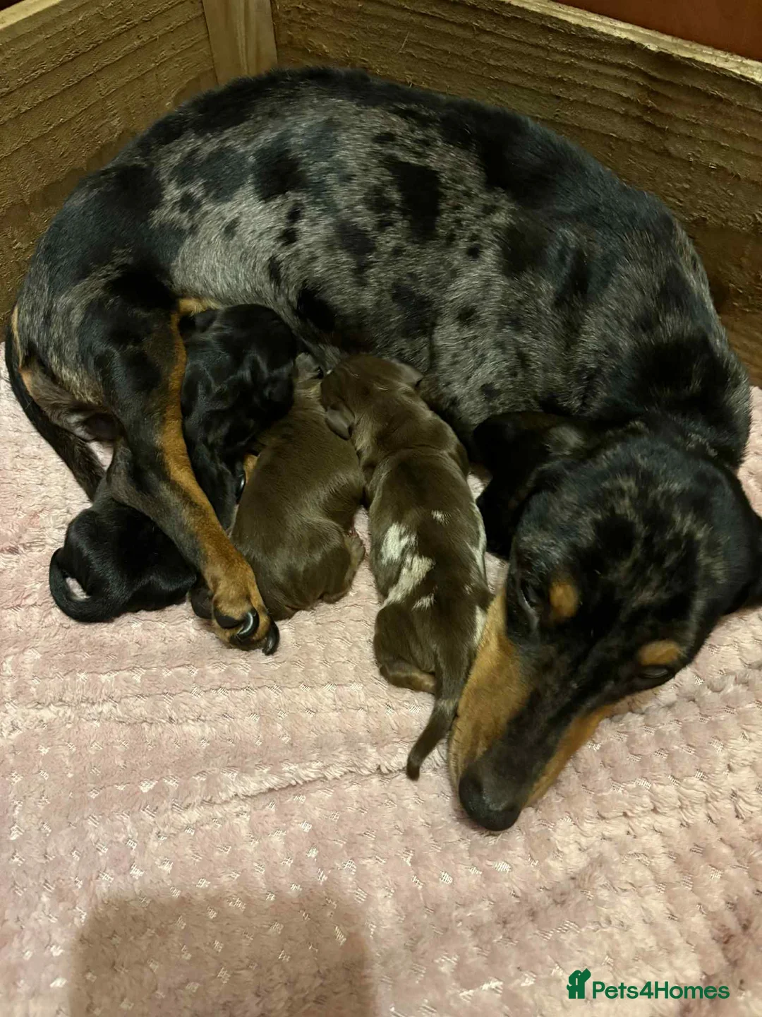 Miniature Dachshund dogs for stud: Stud Available  - Advert 9