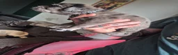Cane Corso dogs for sale: Cane corso cross tibetan mastiff puppies - Advert 8