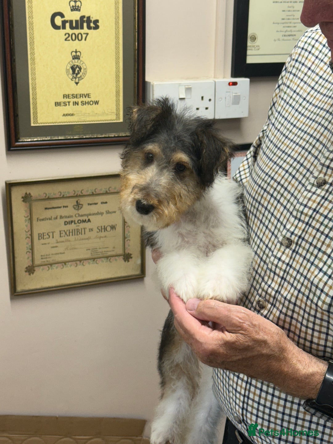 Fox Terrier dogs for sale: Wire Fox Terrier Puppies - Image 9