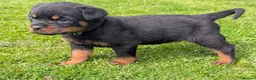 Rottweiler dogs for sale: Stunning Rottweiler puppies - Advert 8