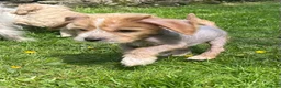 Mixed Breed dogs for sale: Chinese crested cross cocker spaniel in Abergavenny - Advert 14