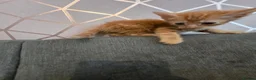 Mixed Breed cats for sale: 4 female kittens for sale in Caerphilly - Advert 12