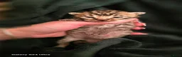 Mixed Breed cats for sale: Bengal X selkirk rex male kittens  - Advert 15
