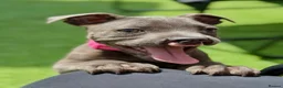 Staffordshire Bull Terrier dogs for sale: Beautiful Blue Staffordshire Bull Terrier Pup - Advert 7
