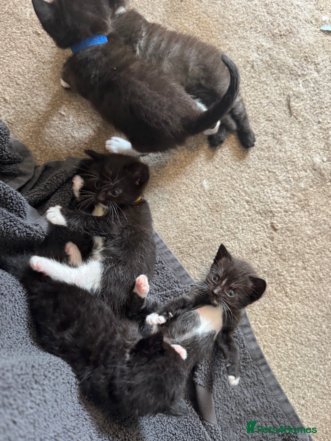 Ragdoll cats for sale: Half Ragdoll kittens  - Image 9