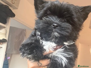 Yorkshire Terrier dogs Yorkshire terrier Black Biewer Ready To Leave ❣️❣️ - Advert 1