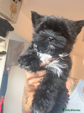 Yorkshire Terrier dogs Yorkshire terrier Black Biewer Ready To Leave ❣️❣️ - Advert 1