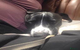 Mixed Breed dogs for sale: Gorgeous Small to medium mix breed male  - Image 2