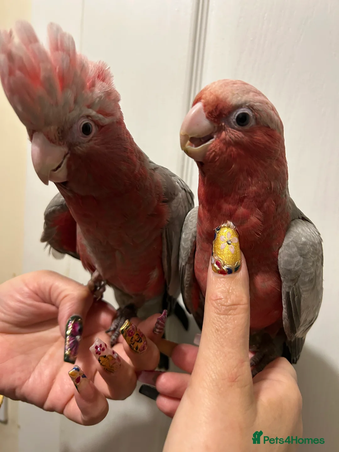 Parrots birds for sale: Hand Reared Baby Galah Cockatoos  - Advert 1