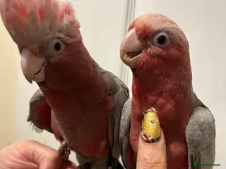 Parrots birds Hand Reared Baby Galah Cockatoos - Advert 13
