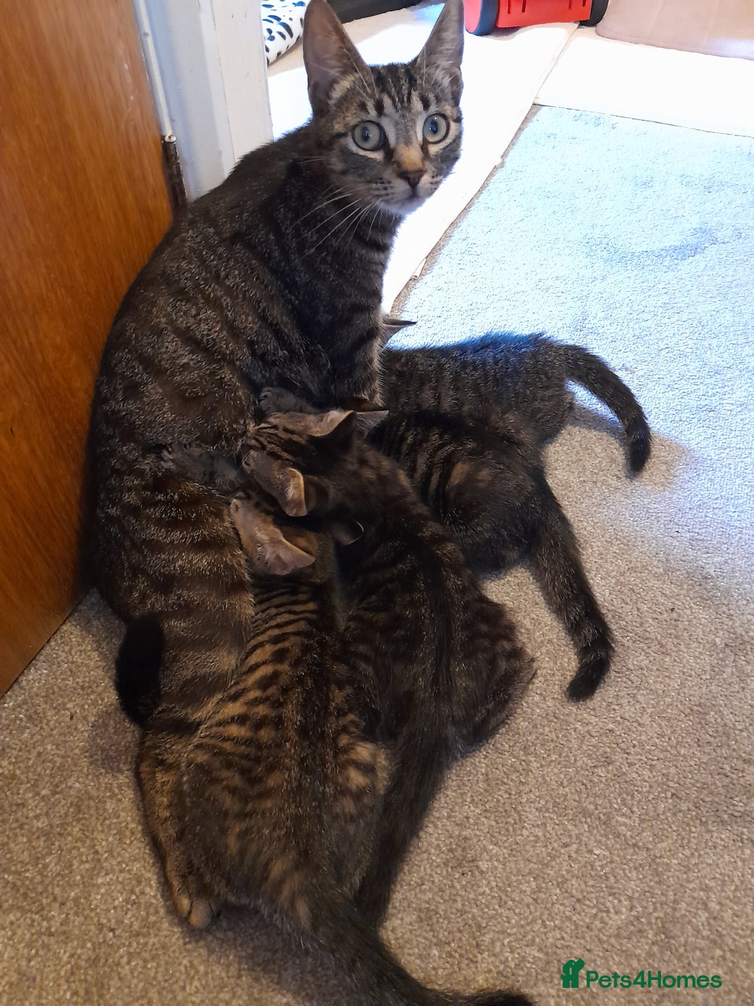 Mixed Breed cats for sale: Kittens available  - Image 1