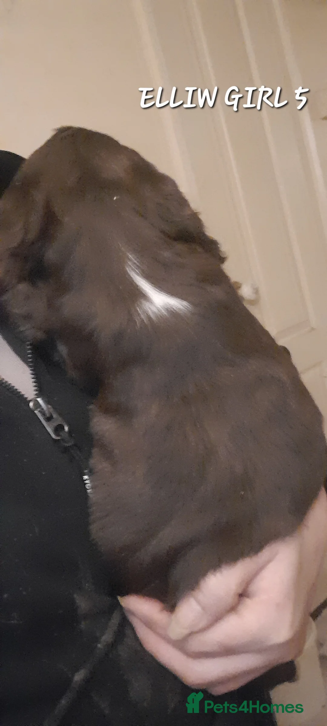 Sprocker dogs for sale: Beautiful Sprocker Litter - Advert 13