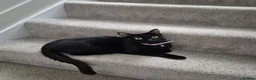 Mixed Breed cats for sale: 3 beautiful loving and playful kittens for sale - Advert 12