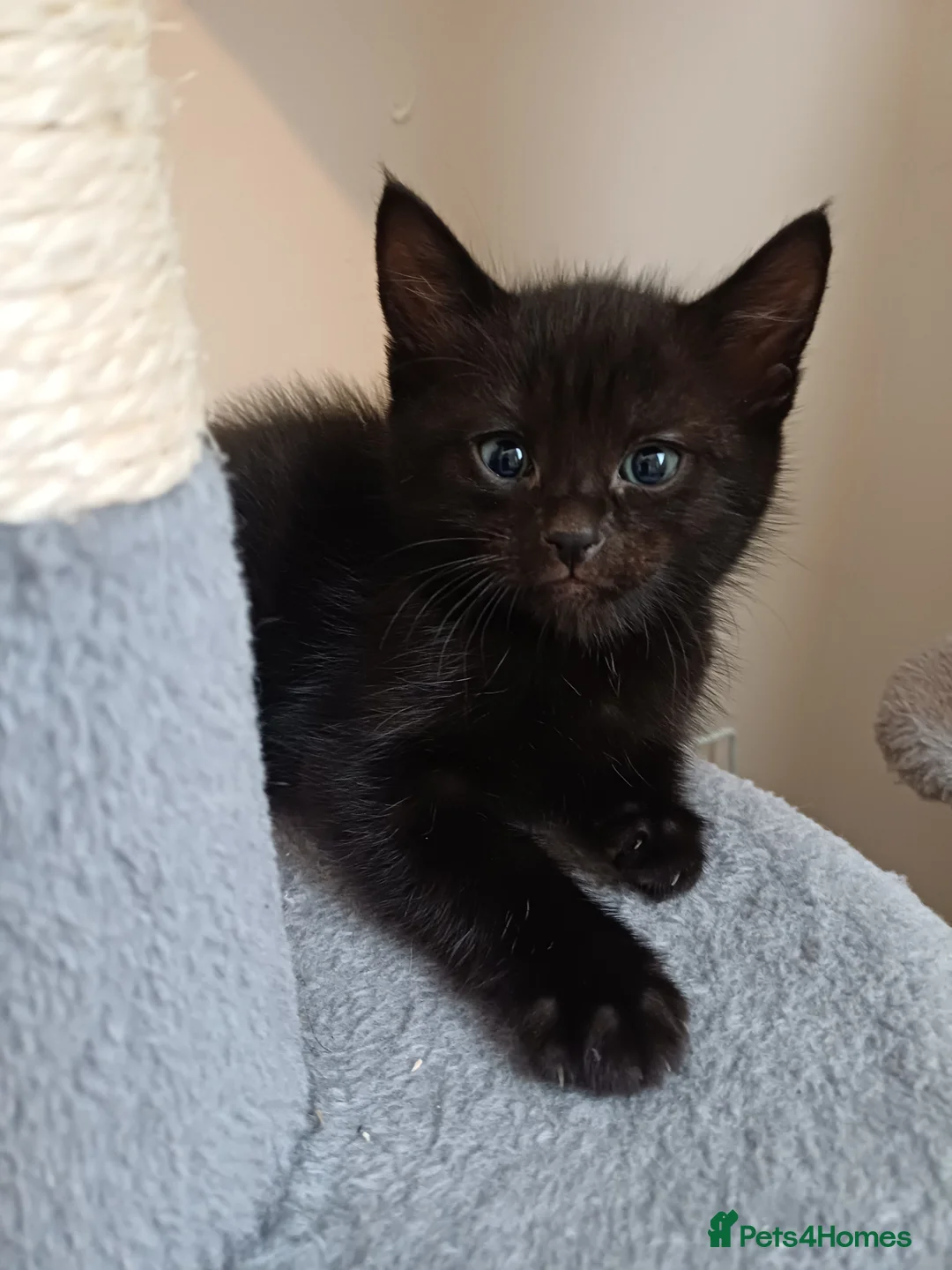 Mixed Breed cats for sale: Lovely kittens  - Advert 5