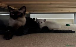 Siamese cats for sale: Adorable Siamese cross kittens  - Image 2
