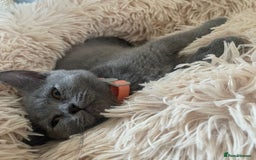 British Shorthair cats for sale: British shorthair kitten - Image 3